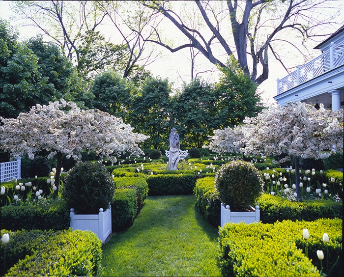 Formal garden in early spring with flowering trees and white tulips