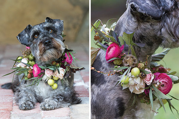 Schnauzer with floral wedding collar of roses, protea, ranunculus, and other materials