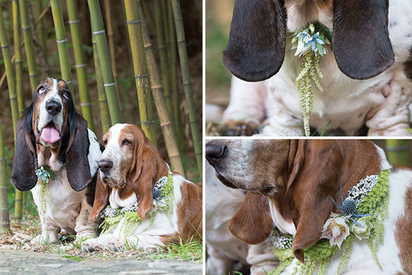 Two Basset hounds wearing floral collars for wedding
