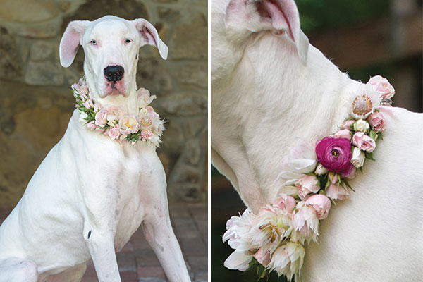 White Great Dane wearing pink wedding collar of roses, ranunculus and proteas
