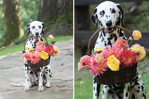 Dalmation with one blue eye, holding basket of dahlias and roses for wedding.