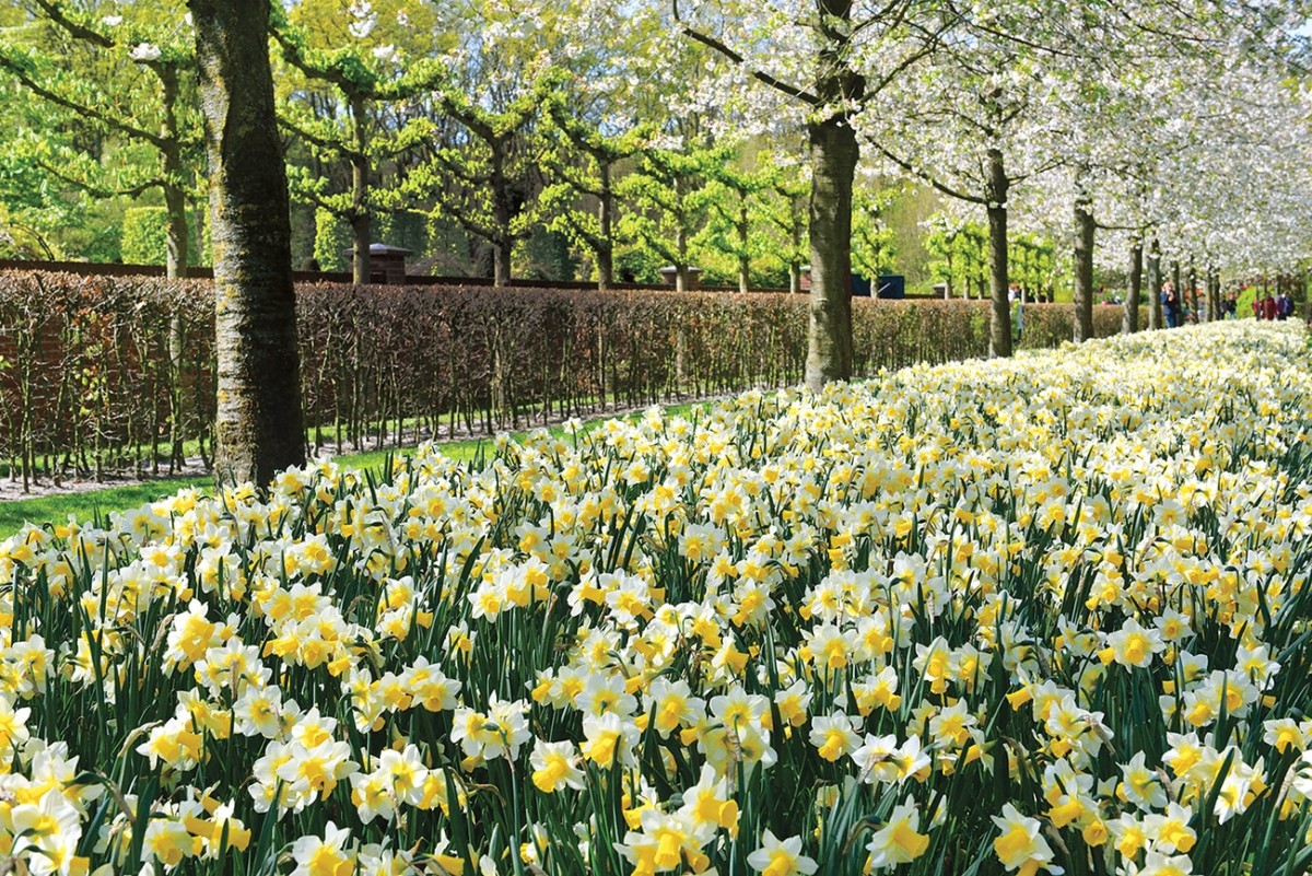 Daffodils under white flowering trees in a Keukenhof park