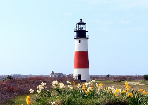 Daffodils in dunes in front of lighthouse with red stripe