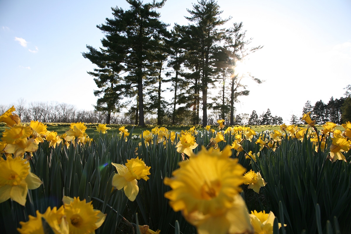 Field of daffodils at the Shaw Nature Reserve