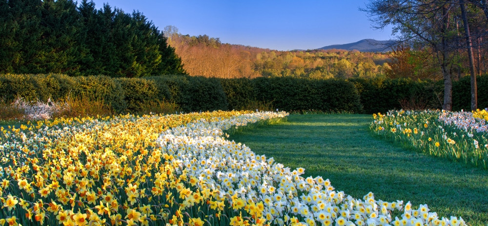 gibbs gardens, daffodils