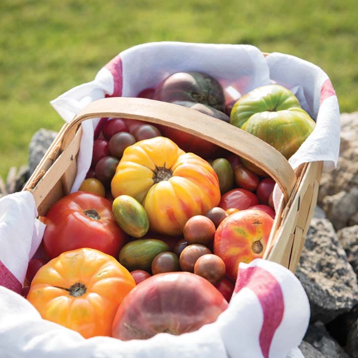 basket of heirloom tomatoes, of all colors and sizes