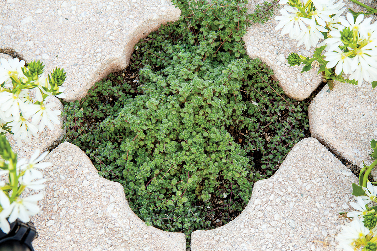 A petite ground cover thrives in an open space created by the paver design