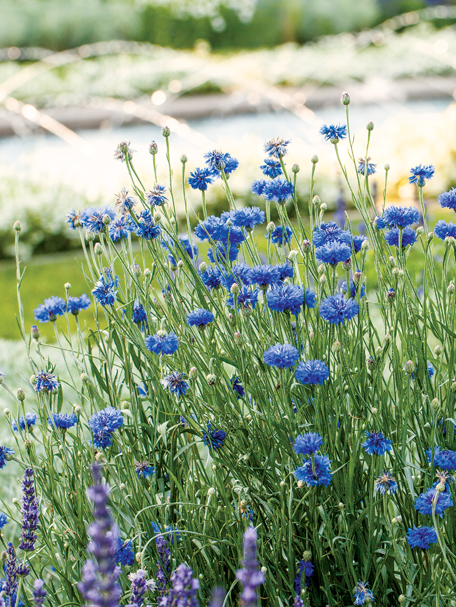 blue flowers bloom in a garden bed