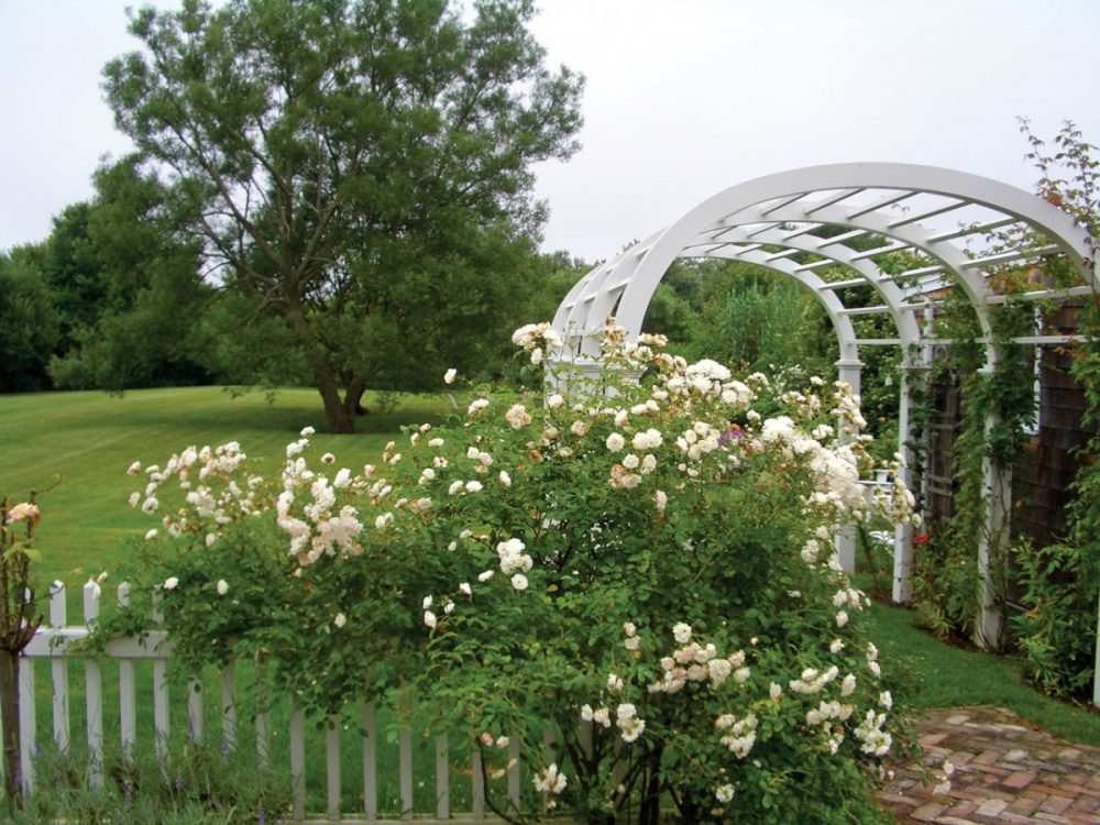 Hampton's rose garden and arbor