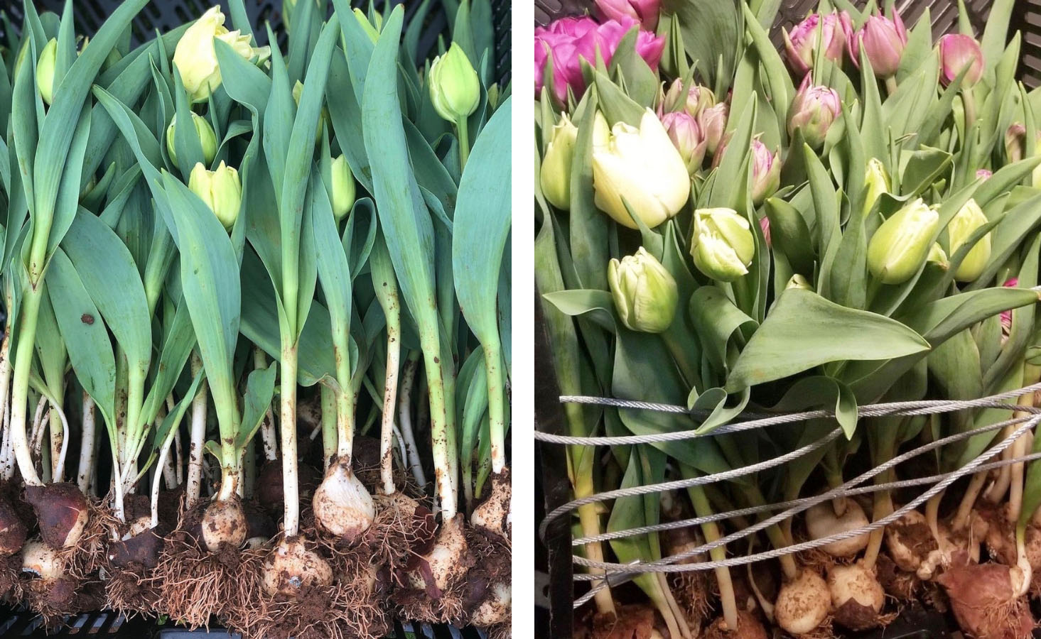 Tulip flowers harvested with bulbs attached, and stored in crates