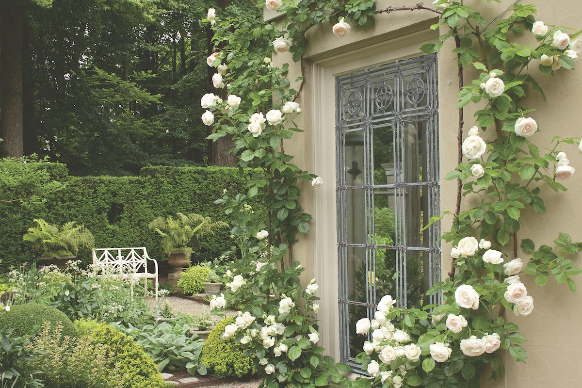 White climbing roses adorn an orangery.