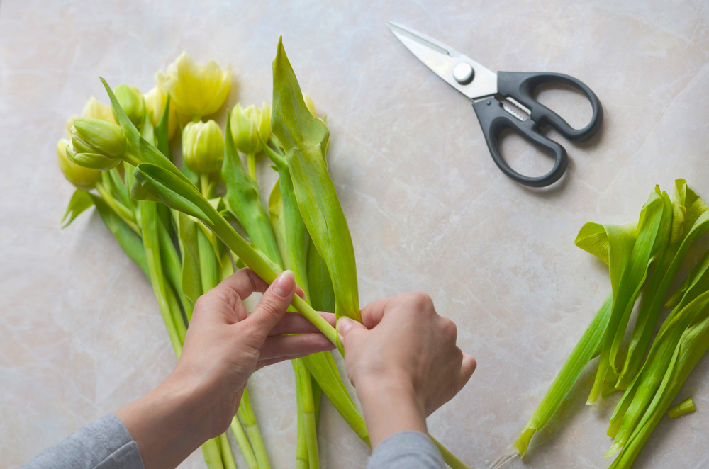 Hands demonstrating how to cut and remove leaves from tulips