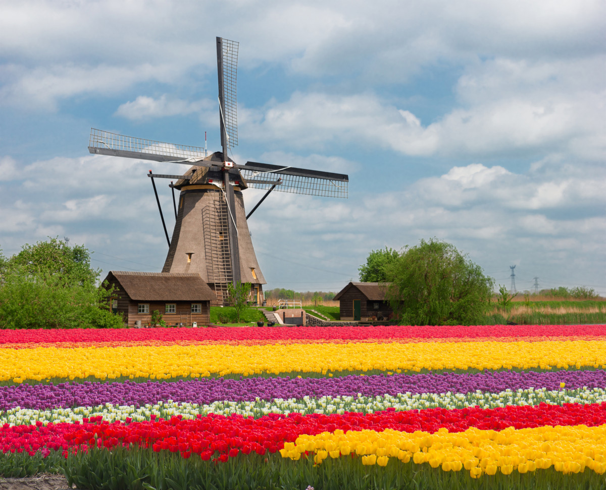 tulip field, Dutch windmills