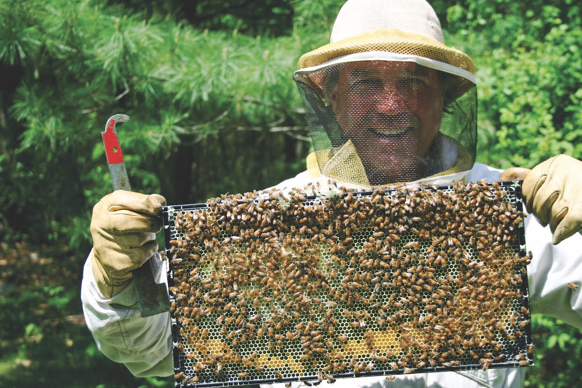 E.M. Swift with bees from one of his hives that he tends to in his backyard.