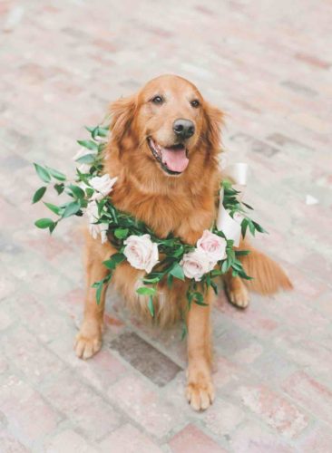 Tara Guérard wedding dog
