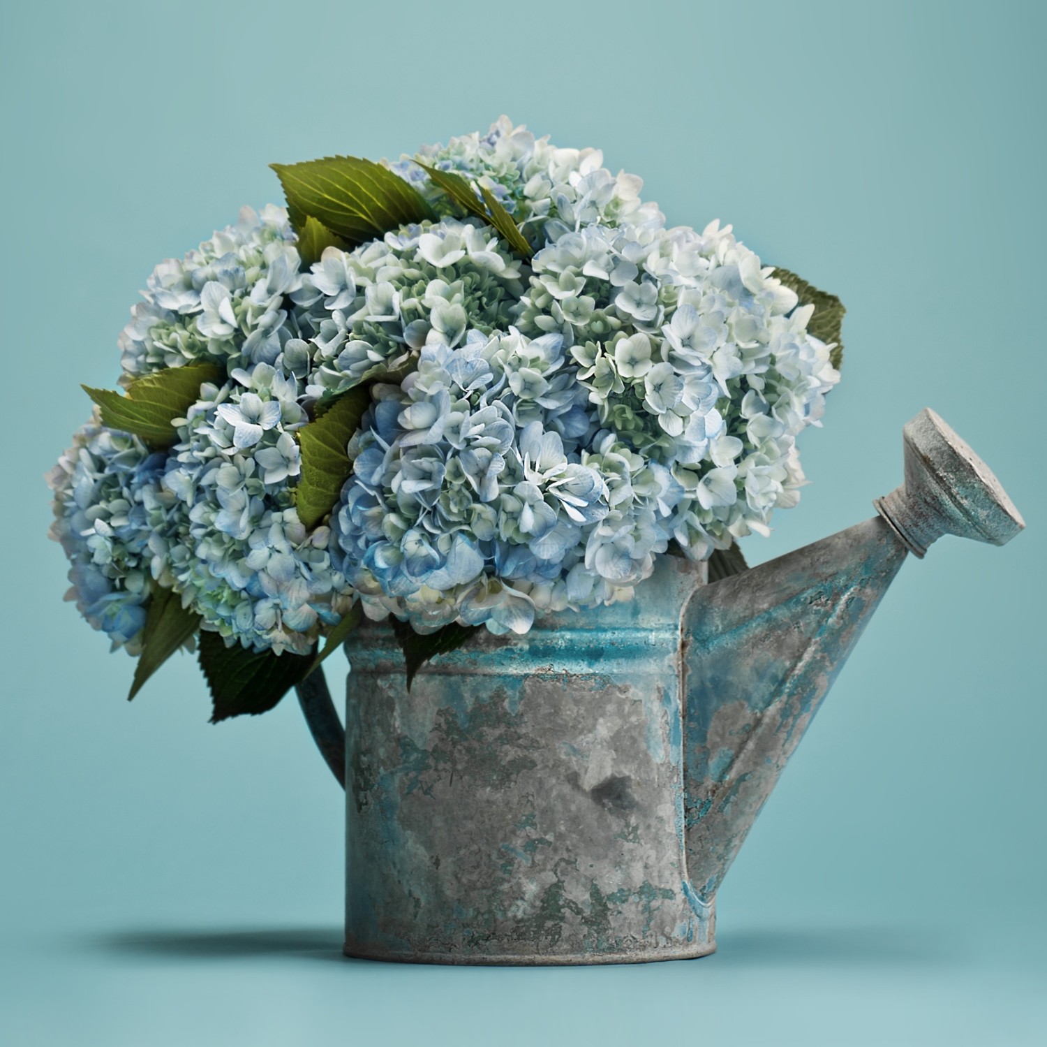 A weathered, blue-patinated watering can holds a blue hydrangea arrangement.