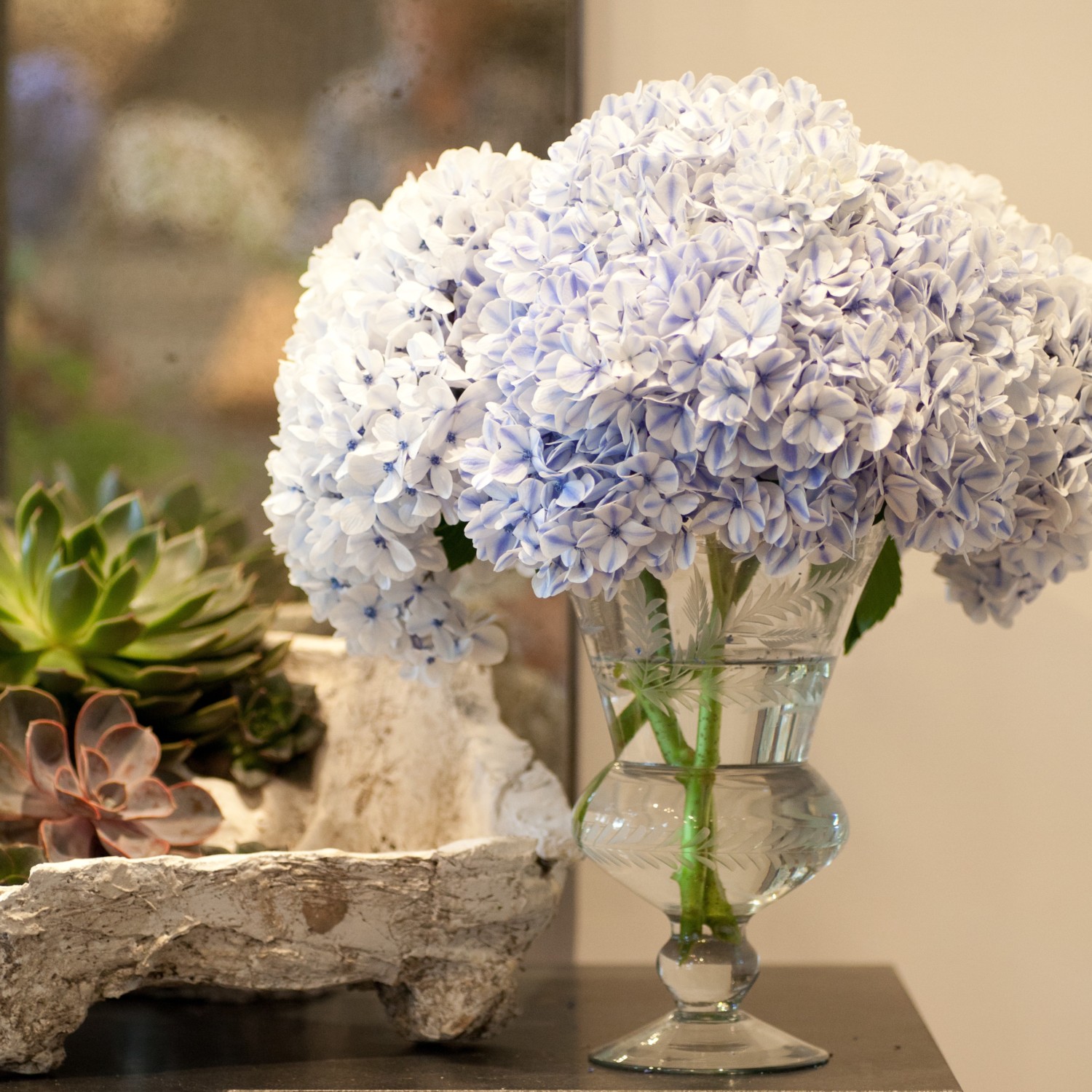Crystal vase of blue and white, bi-color "Peppermint" hydrangeas.