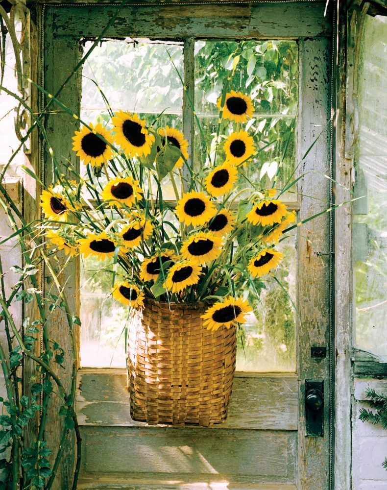 sunflower arrangments