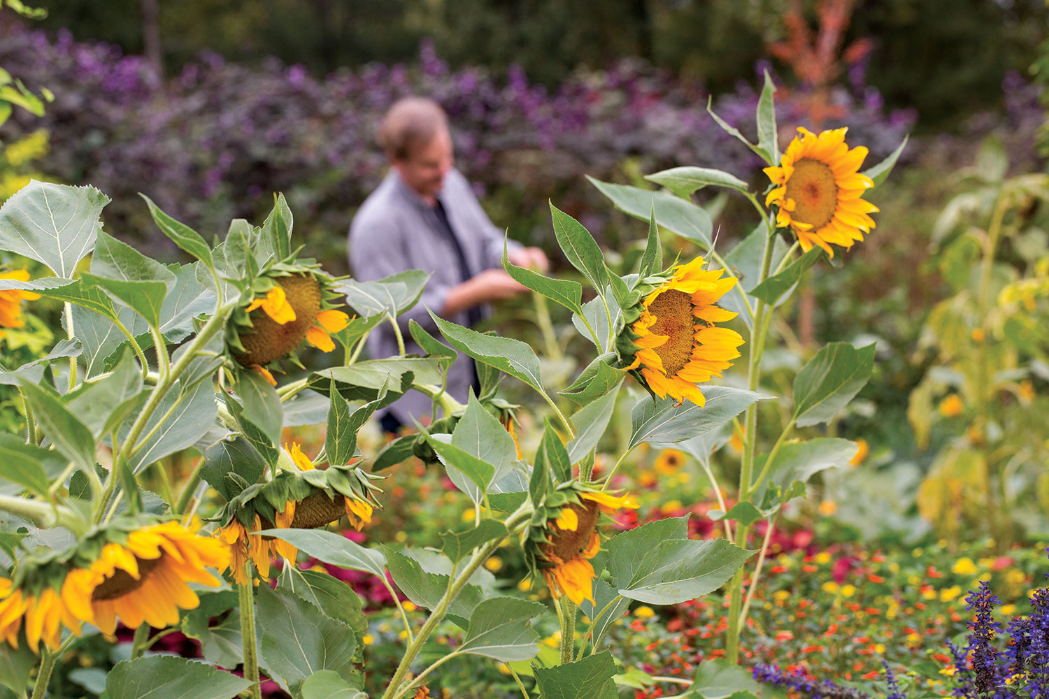 P. Allen Smith working with sunflowers in his garden