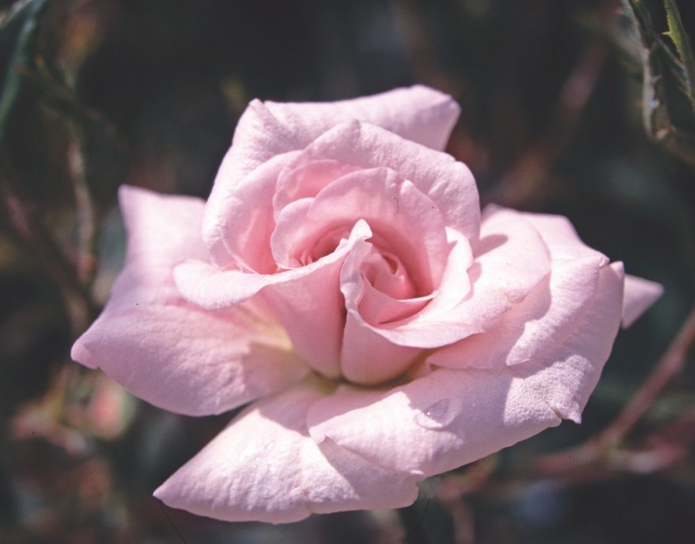 rosa mystica, rose boutonniere