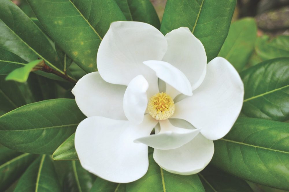 Near perfect Southern magnolia flower with glossy magnolia leaves.