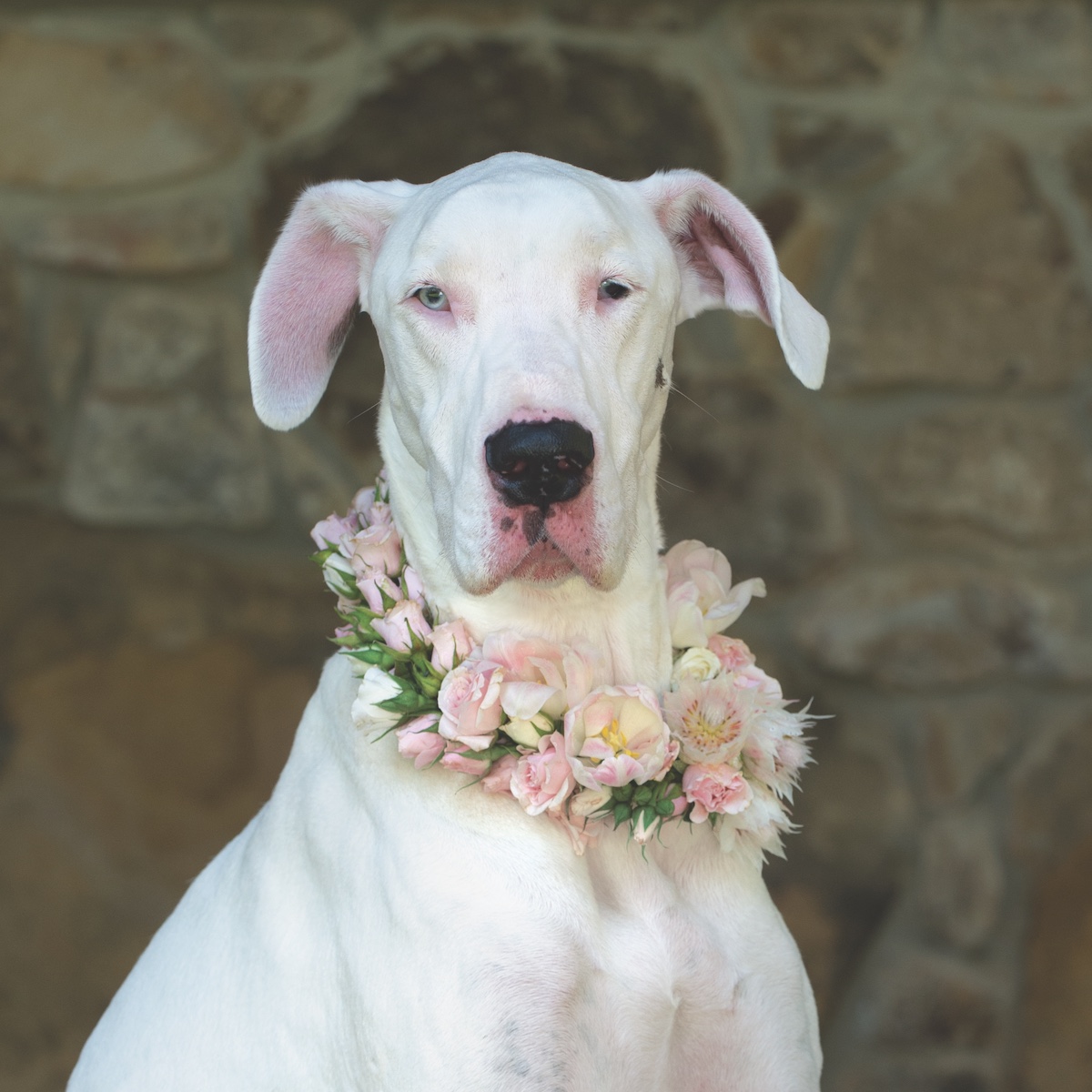 pink floral dog collar