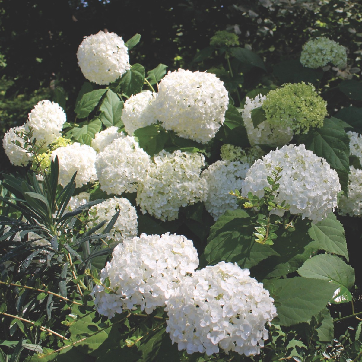 White flowering hydrangeas in garden