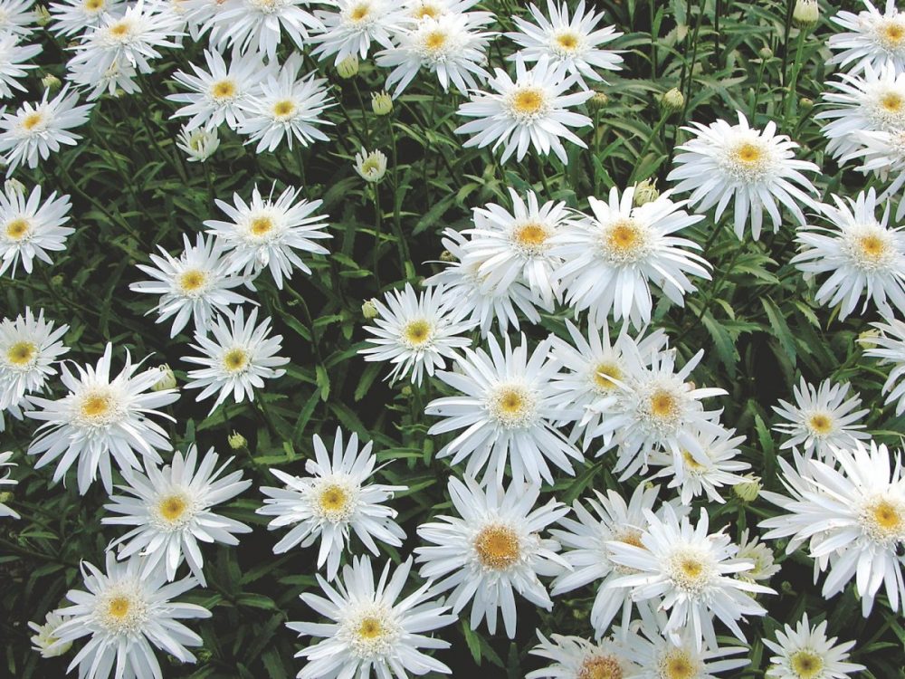 shasta daisy varieties