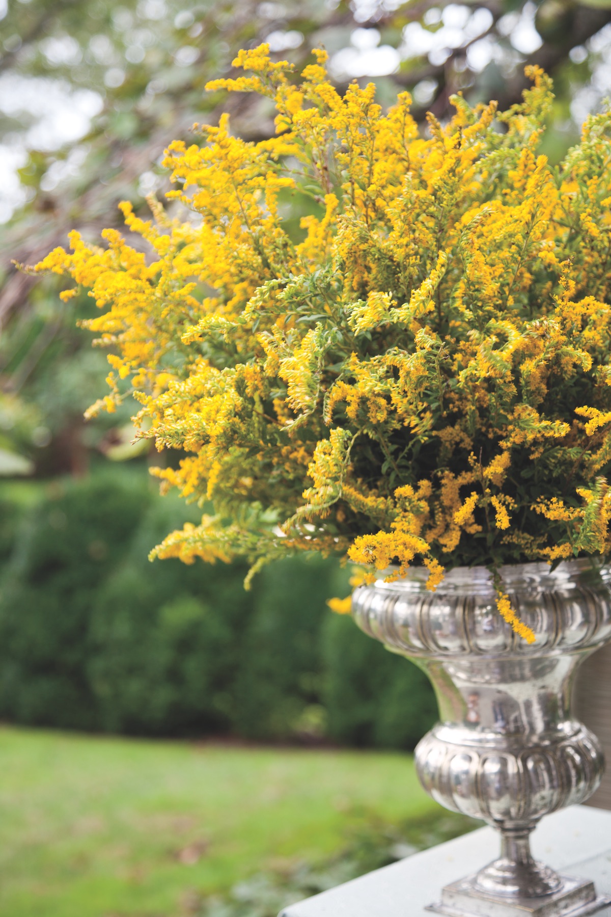 Arrangement of goldenrod flowers in a silver urn in Charlotte Moss's garden
