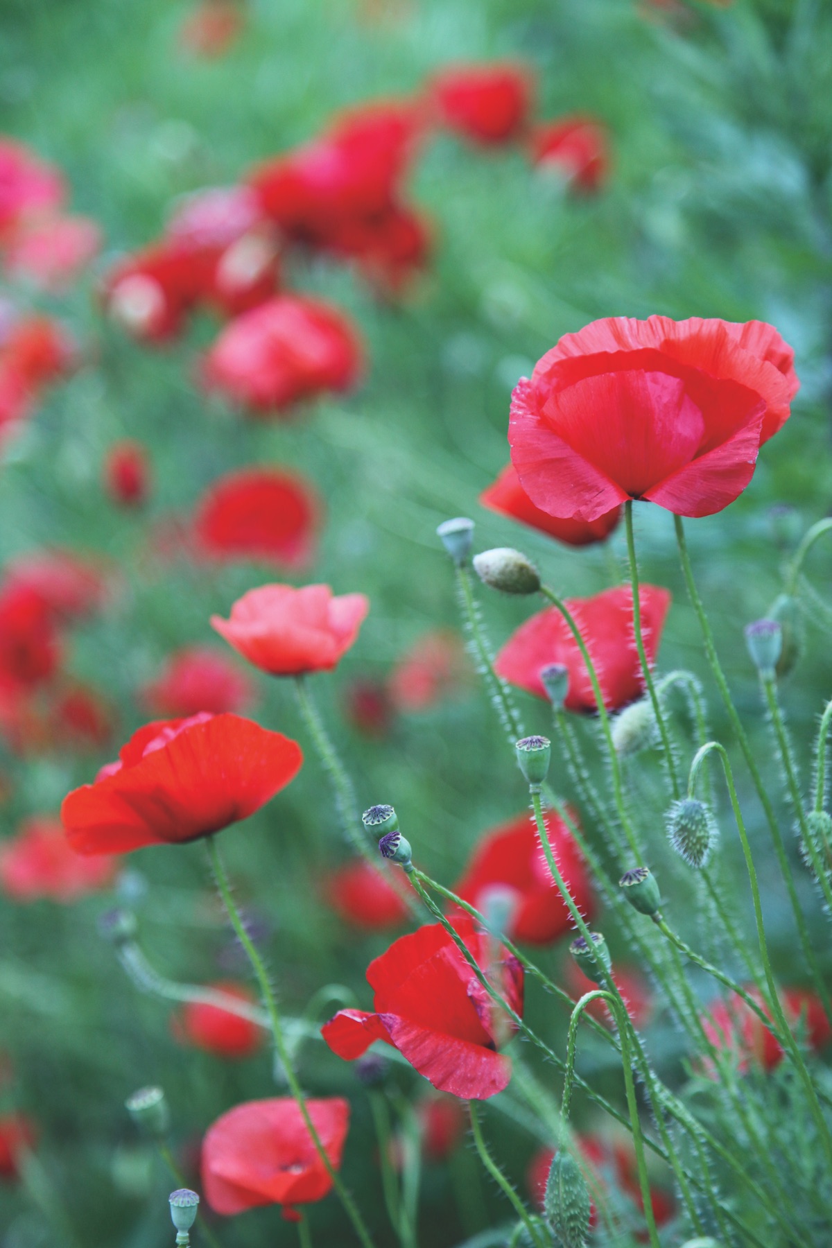 A treasure trove of red poppies flowering in Charlotte Moss's garden.