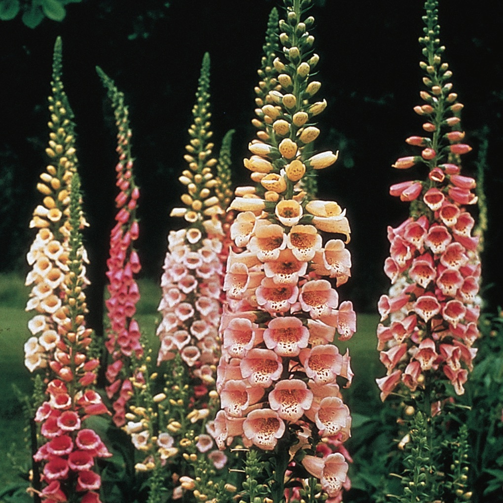 Large, peach, salmon, and pink 'Excelsior' foxglove flowers in garden.