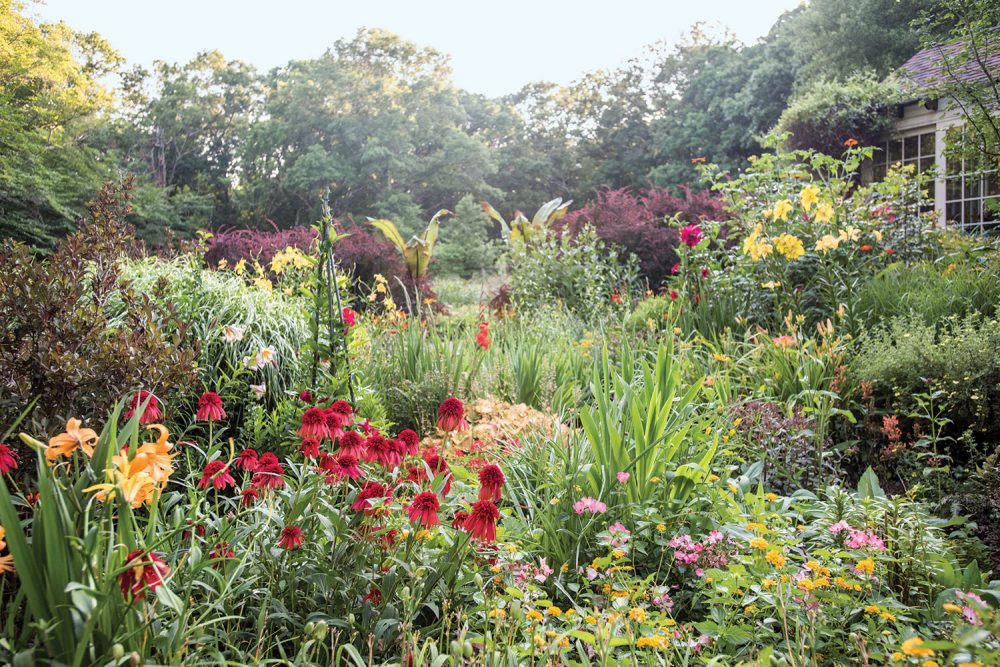 In a hot-hued garden that was meant to serve as a surprise, ‘Hot Papaya’ echinacea shoulders yellow lantana not far from daylilies, yellow Asiatic lilies, and Lobelia cardinalis ‘Queen Victoria.’