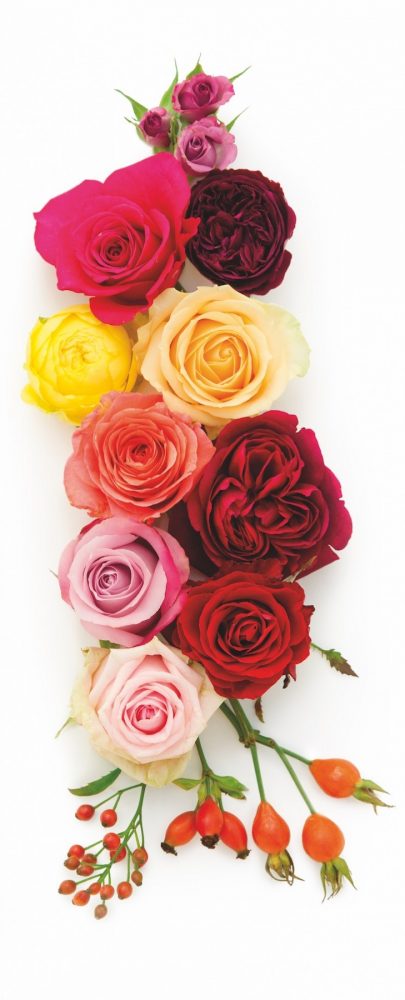 roses for weddings