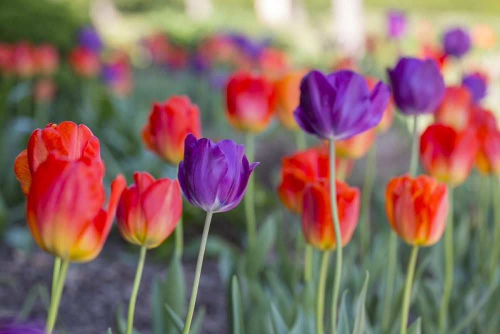 tulips for fall planting, bulb combinations