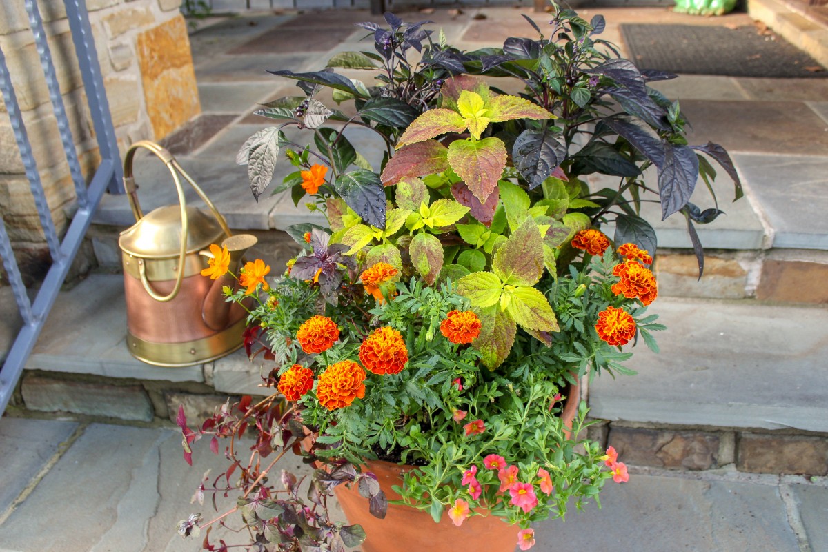 fall garden container featuring ‘Hot Pak Harmony’, one of the types of French marigolds