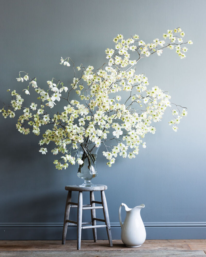 A vignette with a white cloud of dogwood branches arranged in a tall glass urn, on a wooden stool. A white porcelain pitcher sits beside the stool on the floor. The wall is painted a silvery blue-gray