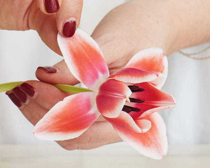 Hands demonstrating how to gently reflex the petals of a tulip.