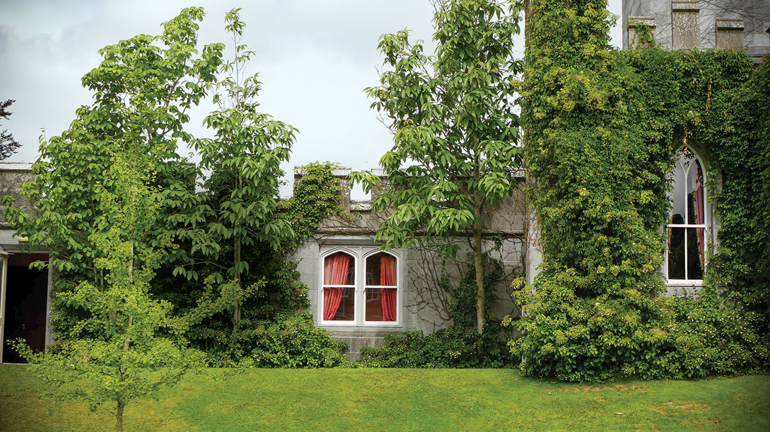 Lush greenery covers much of a merlon-topped, gray stone Irish castle. Red curtains are visible through pointed arch windows. A tree sapling planted in a neatly cut, bright green lawn stands in the foreground.