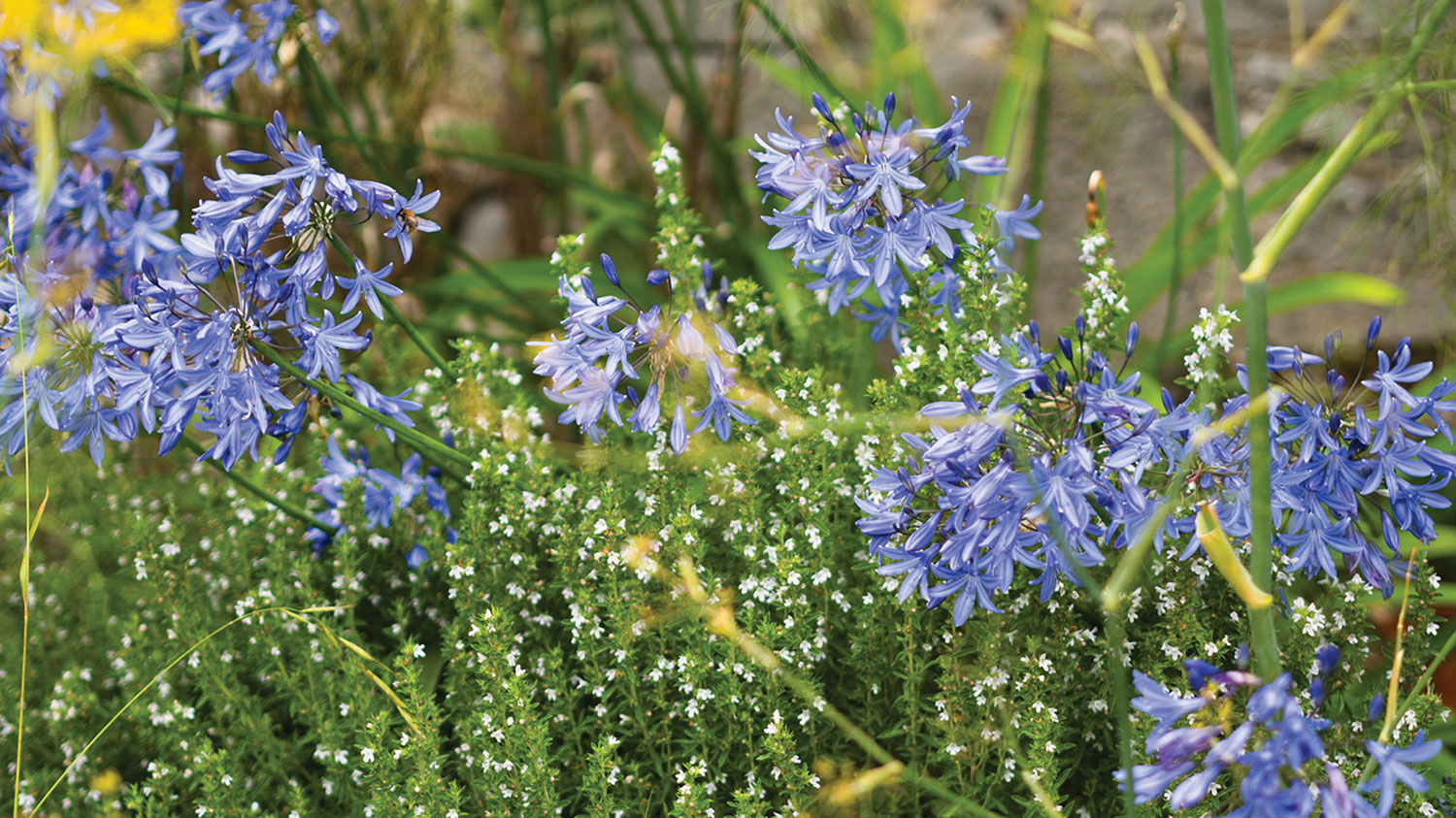 Photo of blooming blue agapanthus interplanted with an herbaceous plant with small white flowers