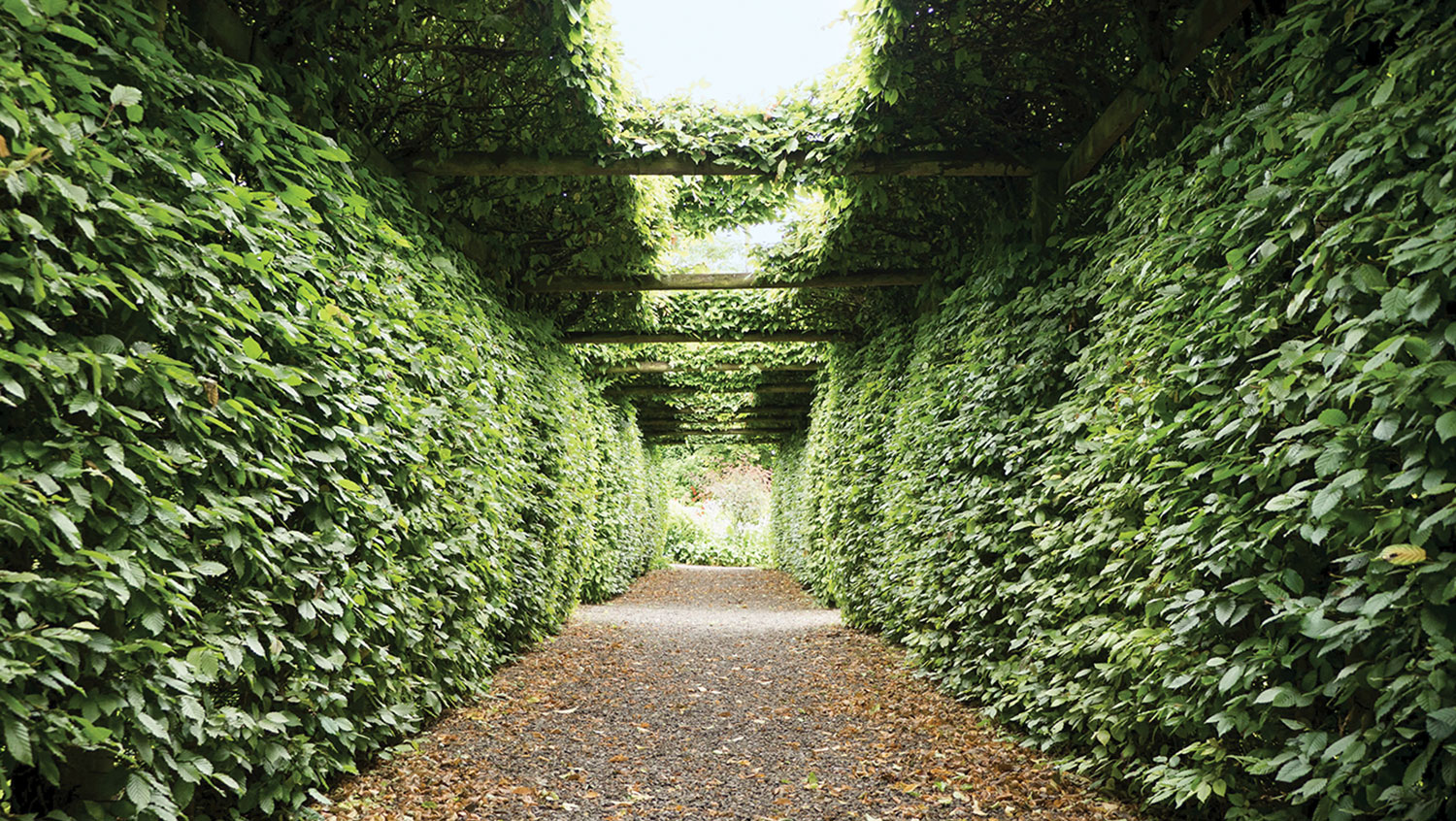 Photo of a path in an Irish garden lined on either side by high walls of densely planted hornbeam, which also grows over beams above to form a tunnel