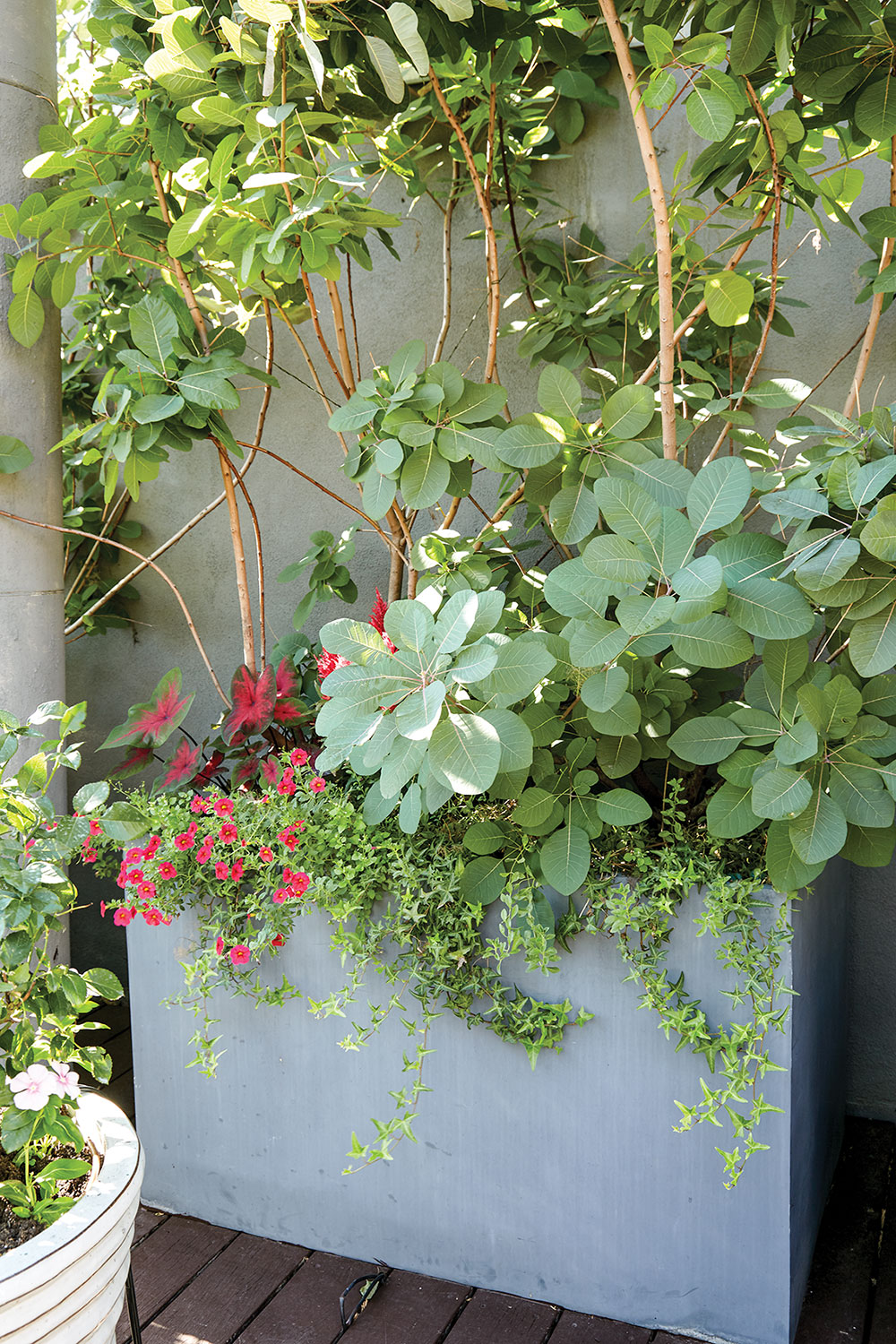 A trellis of wisteria on rooftop garden