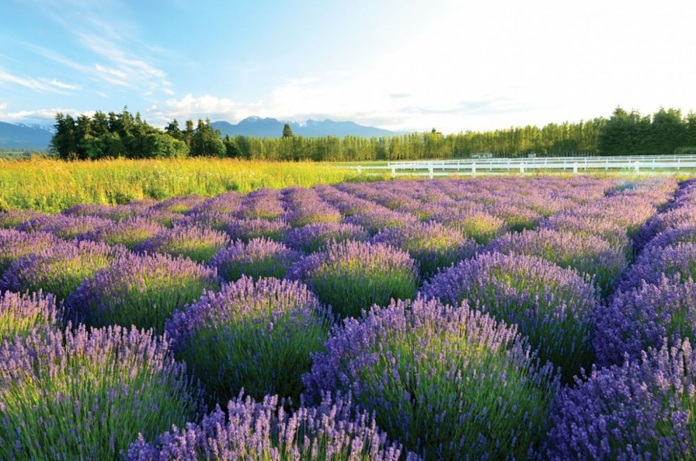 A field of lavender with blue skies and mountains in the background in Sequim, Washington