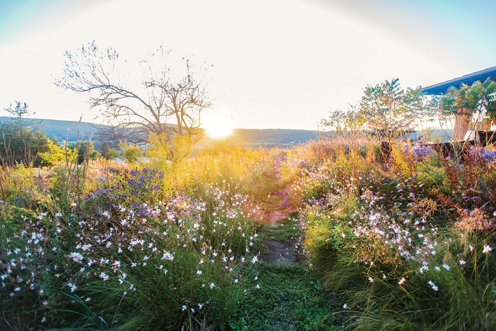 Sunrise view of Jamie Purinton's meadow landscape design in the Hudson Valley