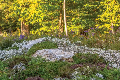 Rocky outcropping surrounded by thick patches of white blooms and other green ground covers