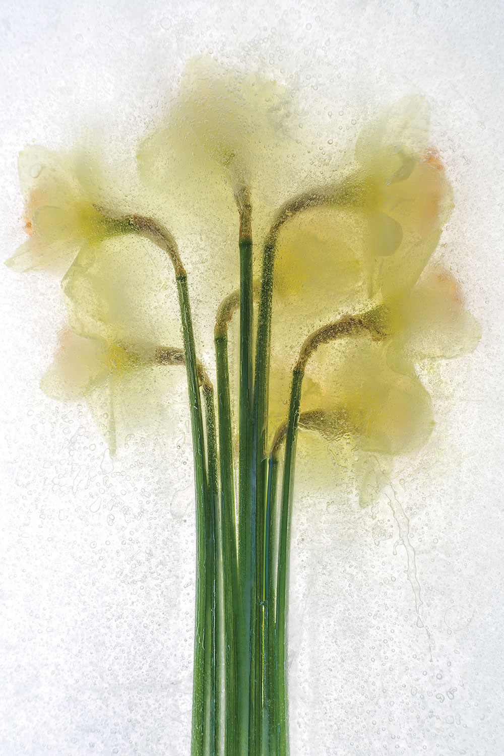 "Daffodil" by Sam Stapleton