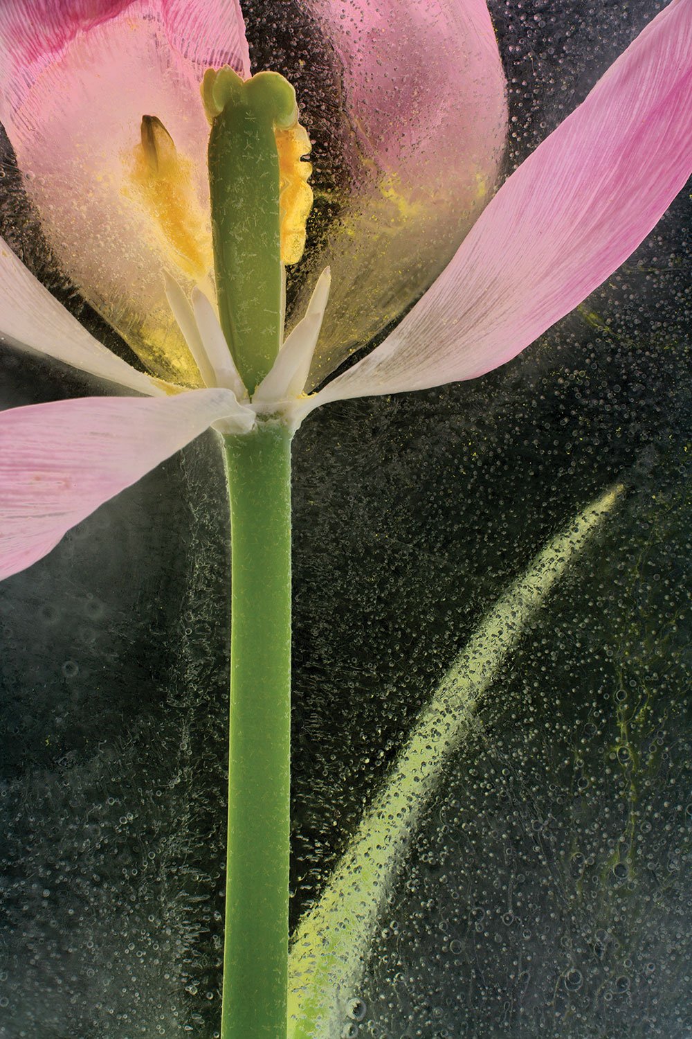 Tulip in photographed in ice, inverted luminosity