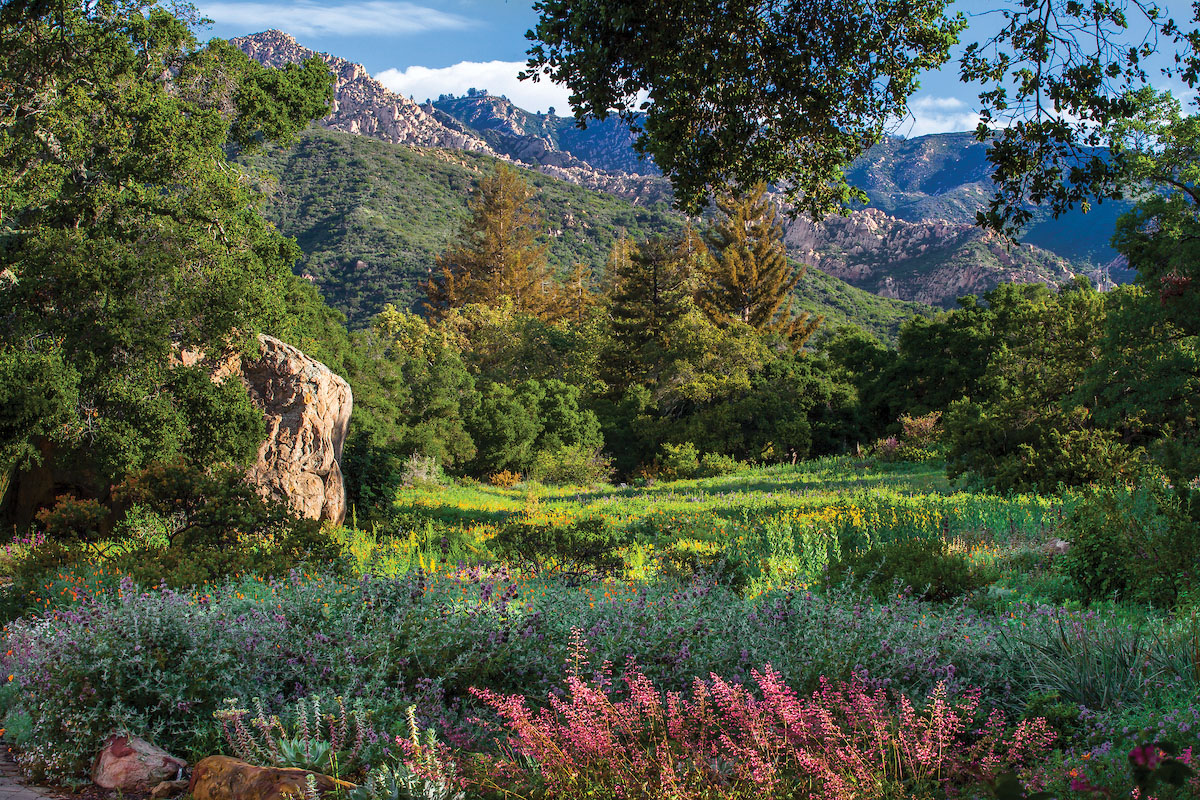 Wildflower meadow and Blaksley Boulder at Santa Barbara Botanic Garden with Santa Ynez Mountains and Cathedral Peak at Santa Barbara Botanic Garden