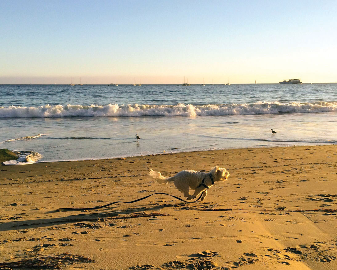 Small white dog chases birds at sunset at Summerland Beach, Santa Barbara
