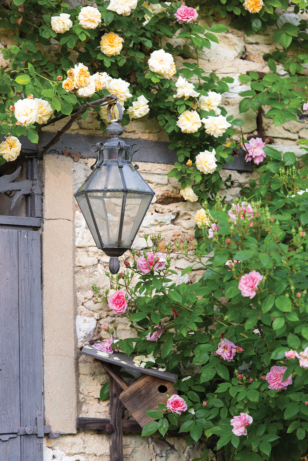 Pink and yellow climbing roses wrap a stone barn door