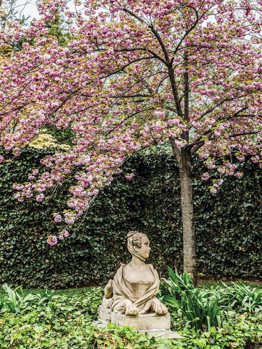 cherry tree, sphinx garden statue